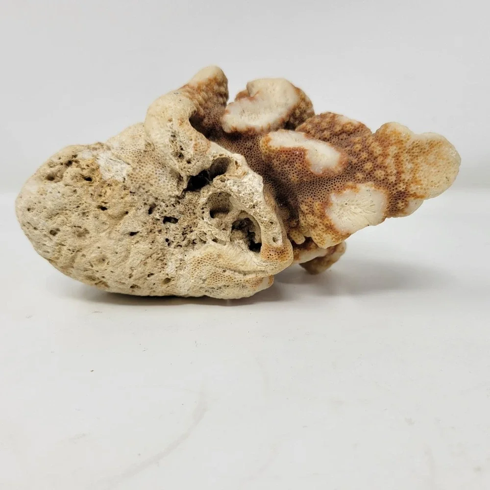 Natural Coral Rock Specimen 6